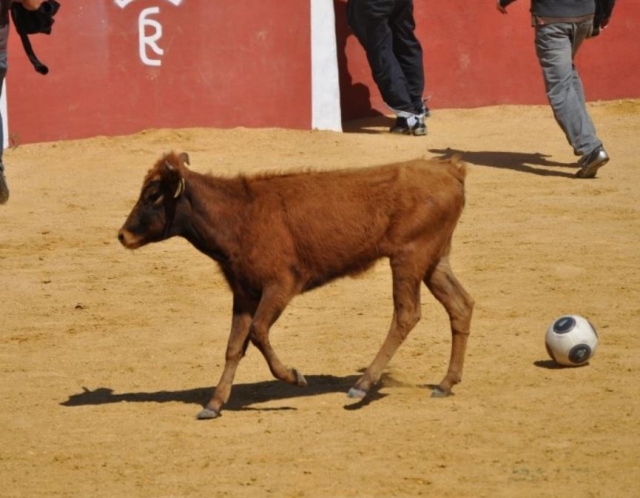  Giovenca e palla